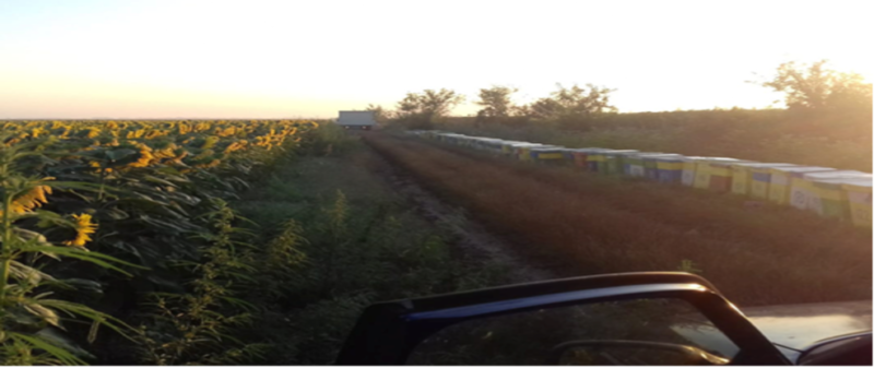 organiceuropeanfestival